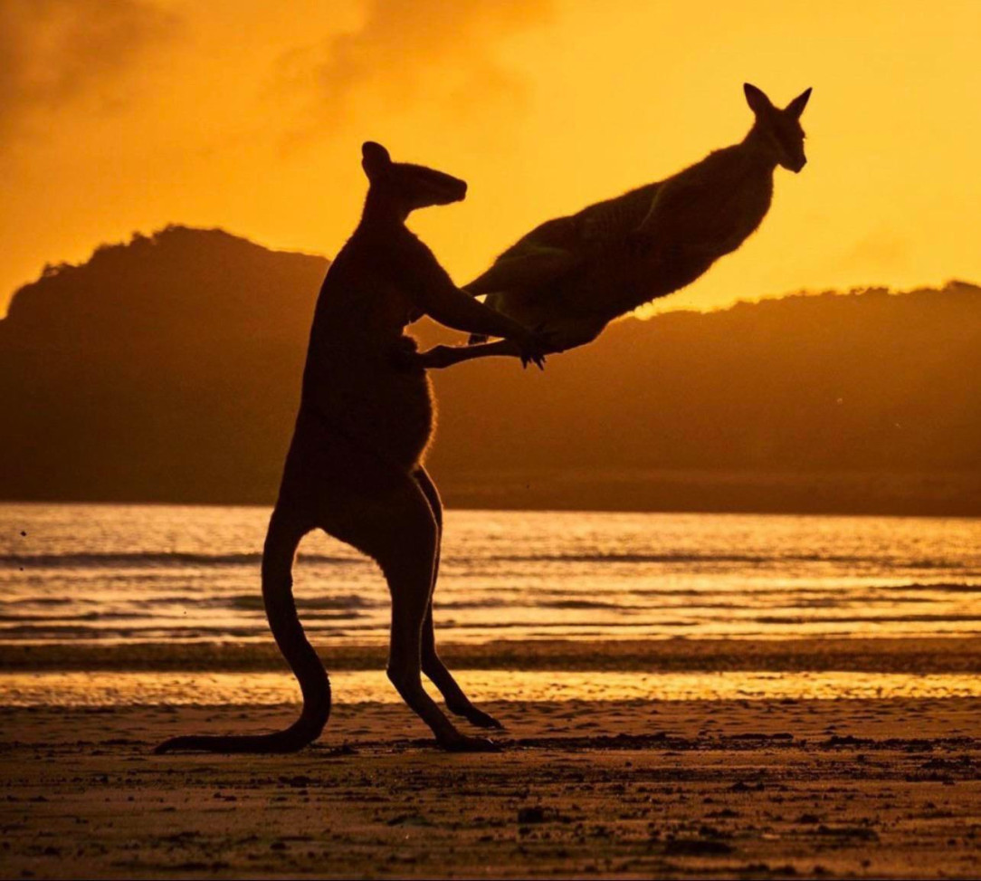 Comedy wildlife photo award winner - kicking kangaroos