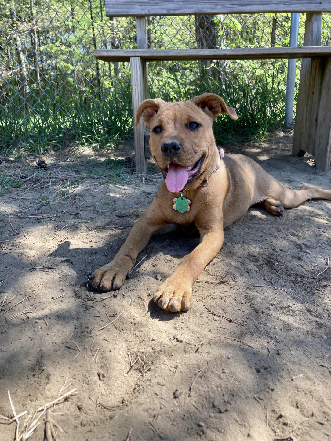 Puppers first day at the dog park was a total success! OC 🐩