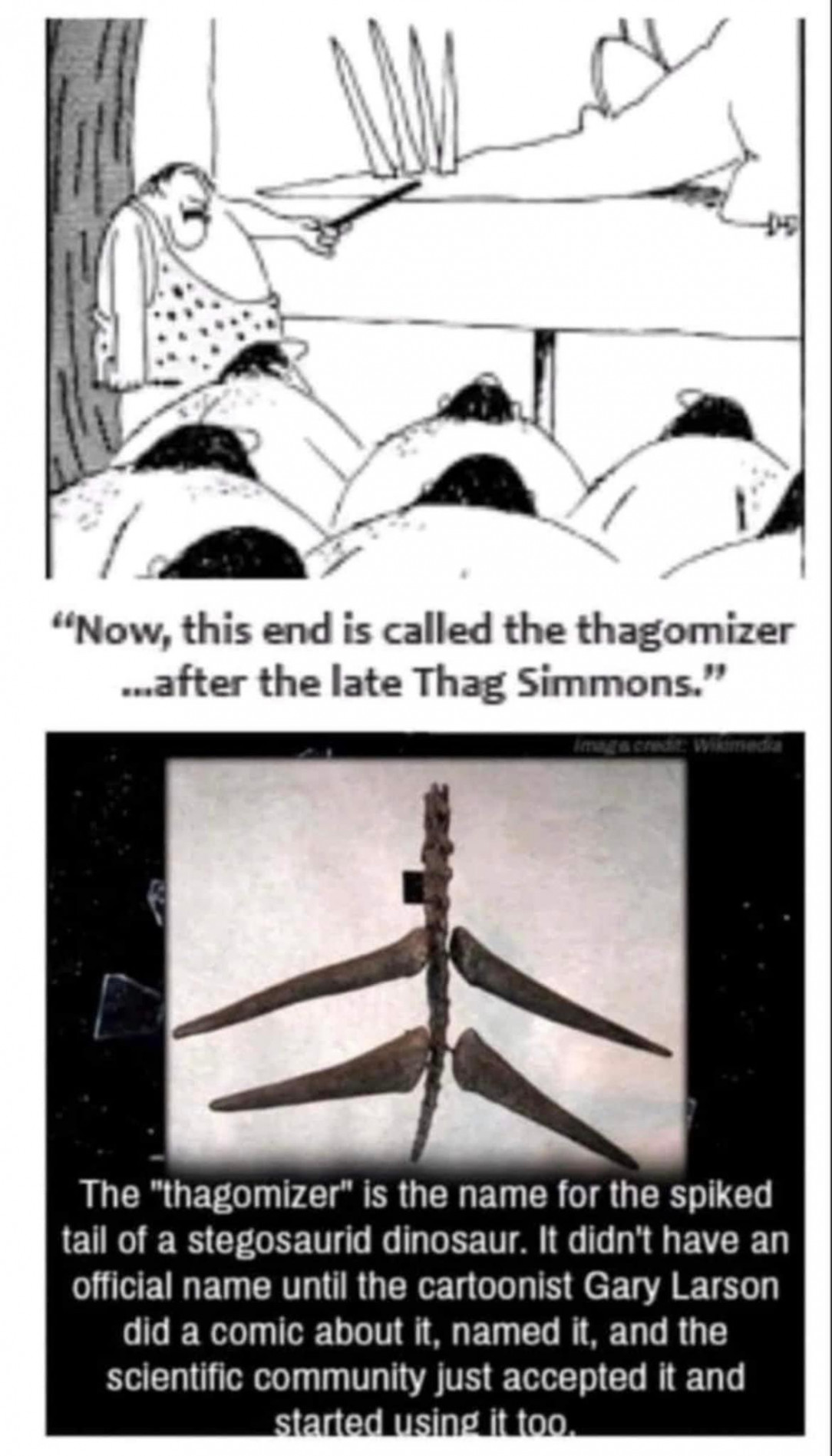 Thagomizer