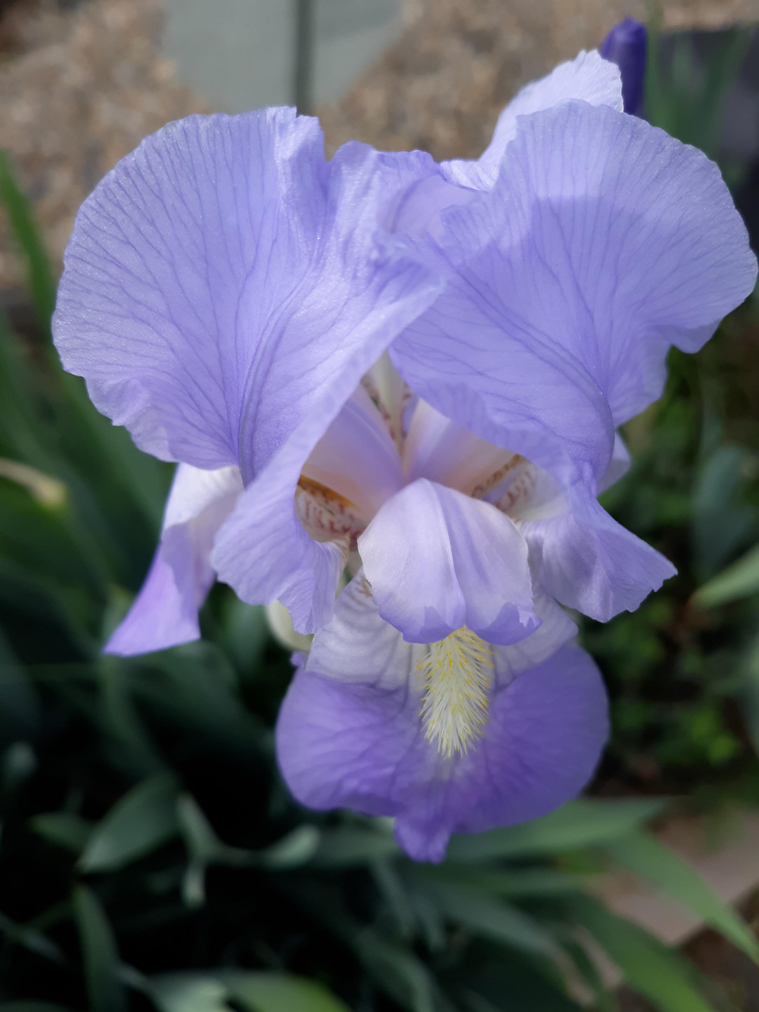 Light purple iris