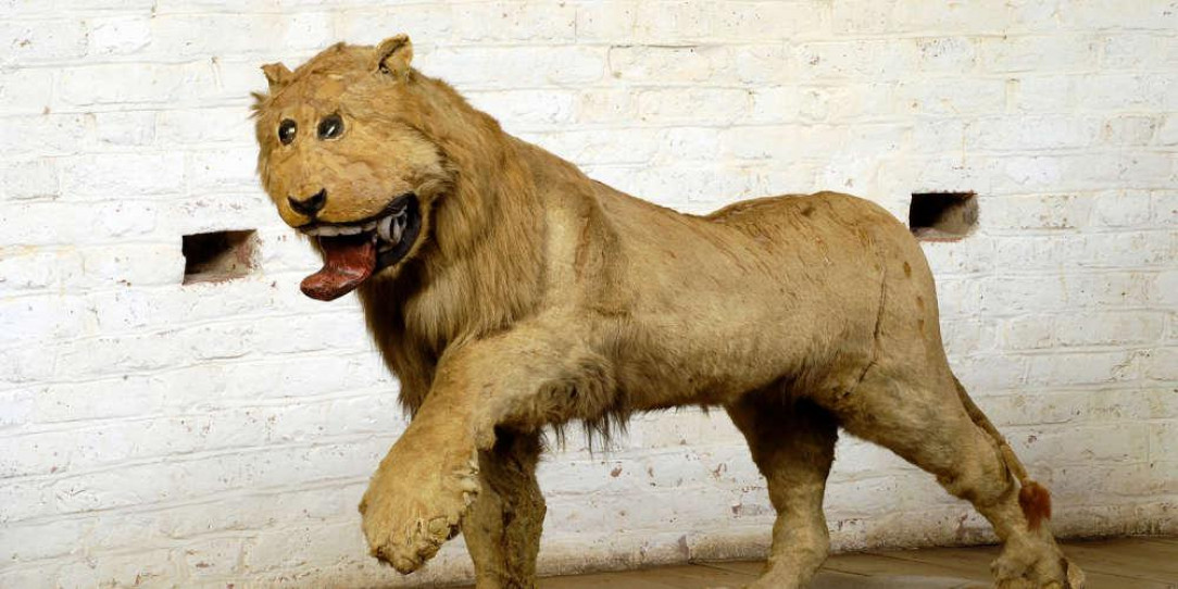 This 18th century taxidermy of a lion