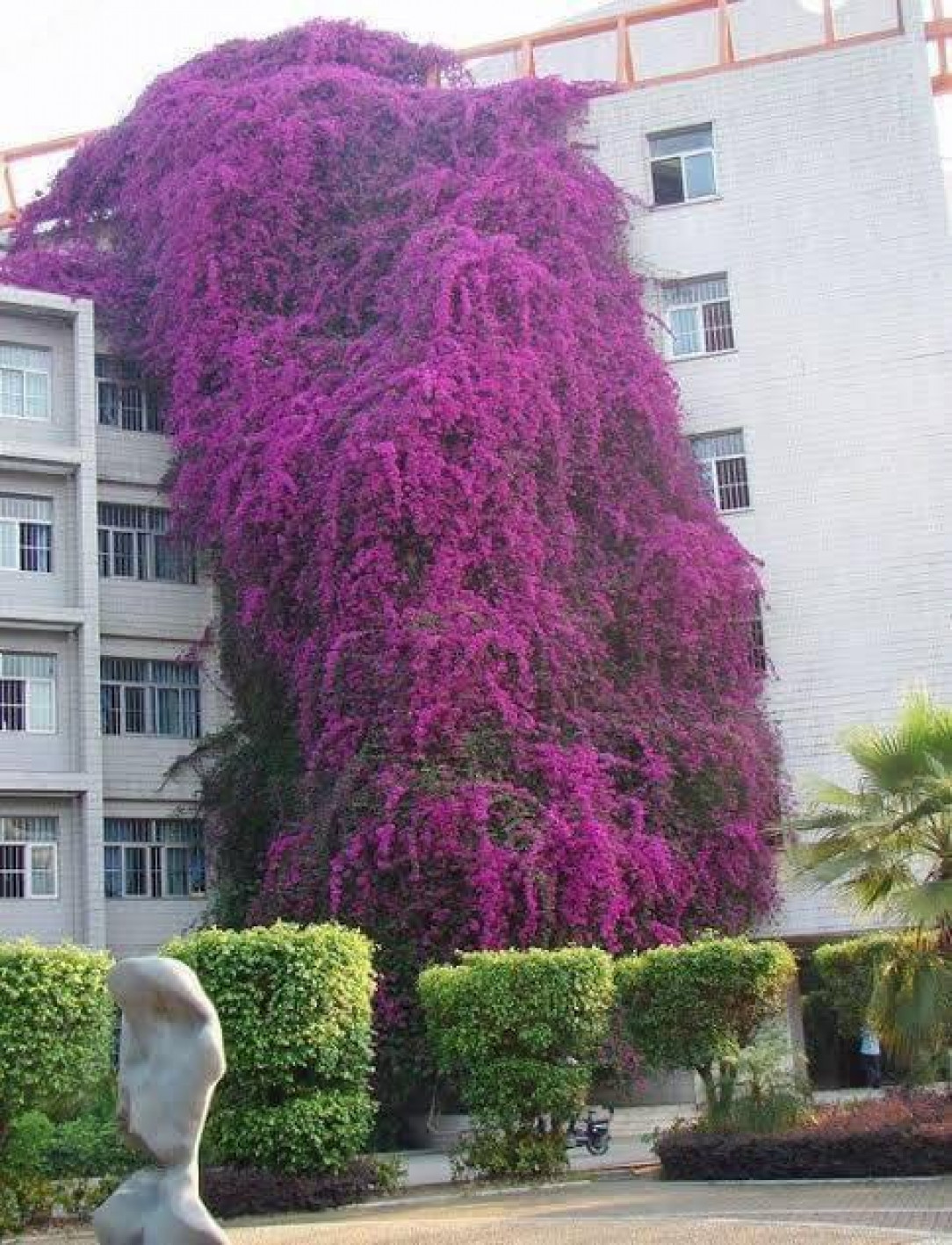This Bougainvillea plant grew large enough to cover a building