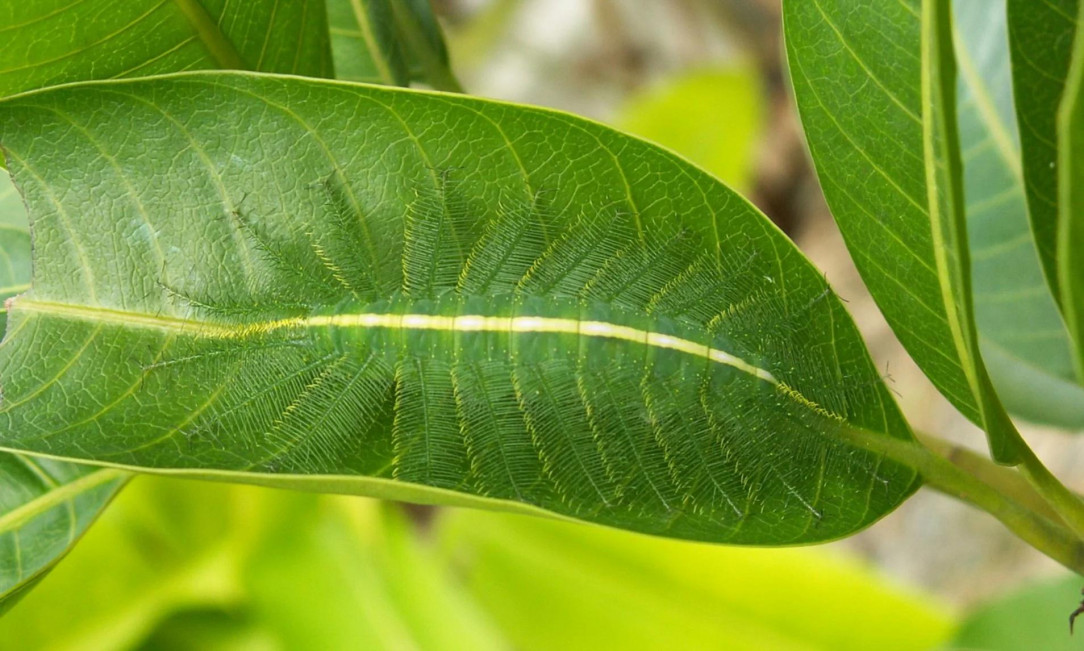 This caterpillar&#039;s perfect camouflage