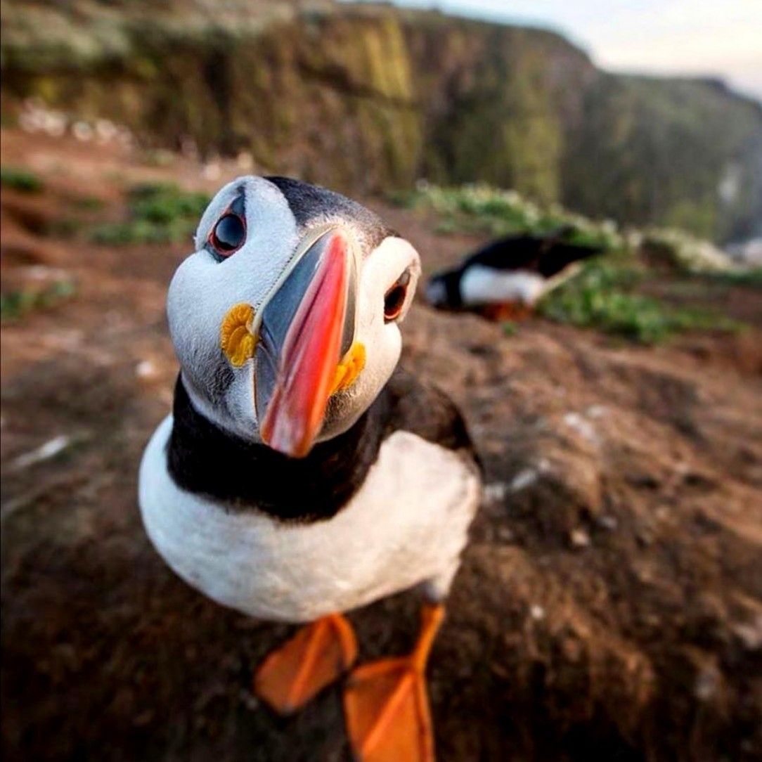 Puffin comes to say hello