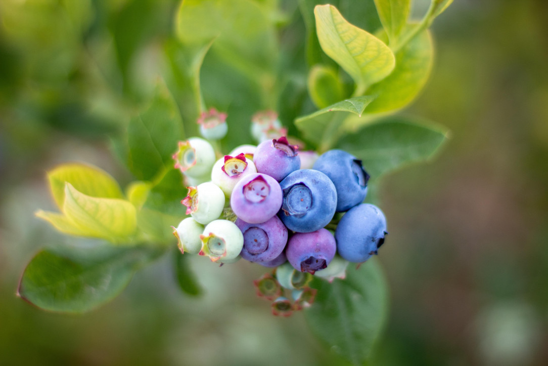 Blueberry Gradient
