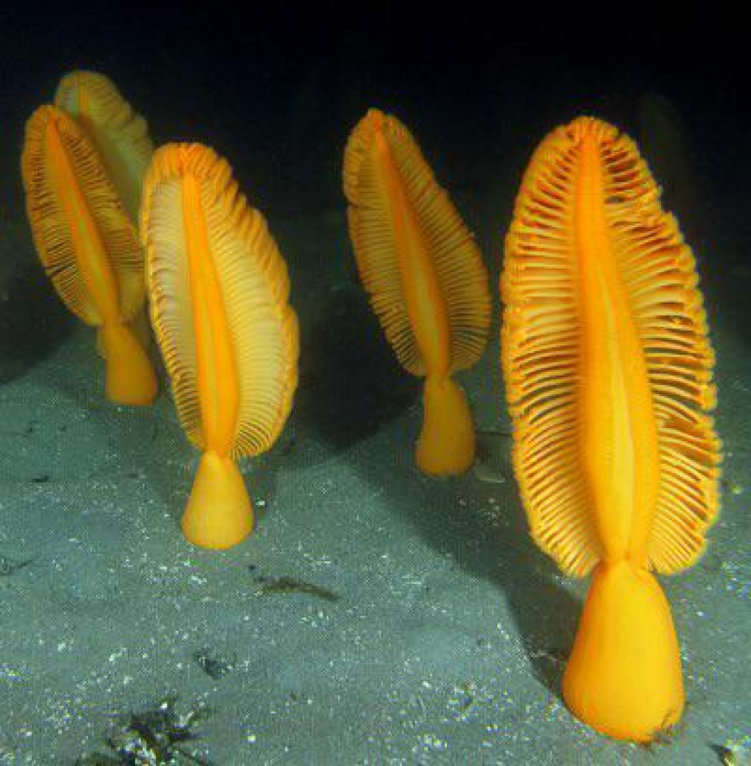 Multiple sea pens on the seabed. Most sea pens glow when they are touched or otherwise disturbed