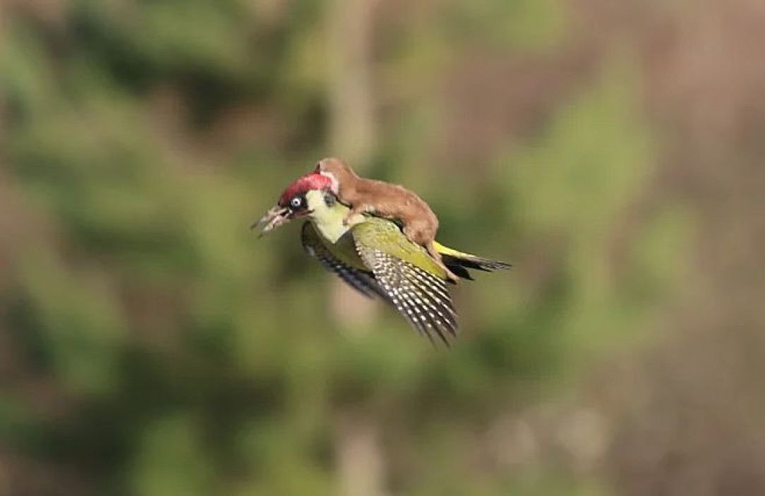 This weasel is hitchhiking a ride on a woodpecker