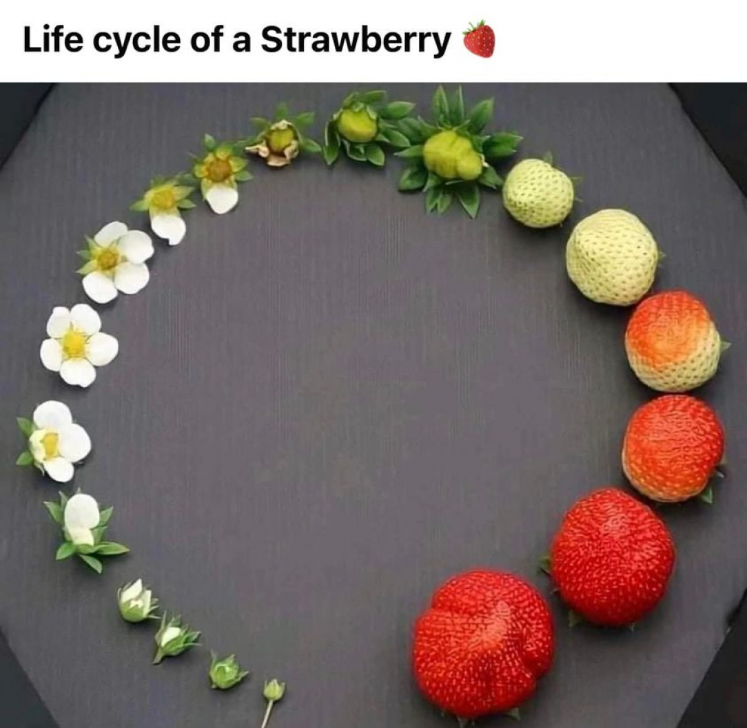 Life cycle of a strawberry: