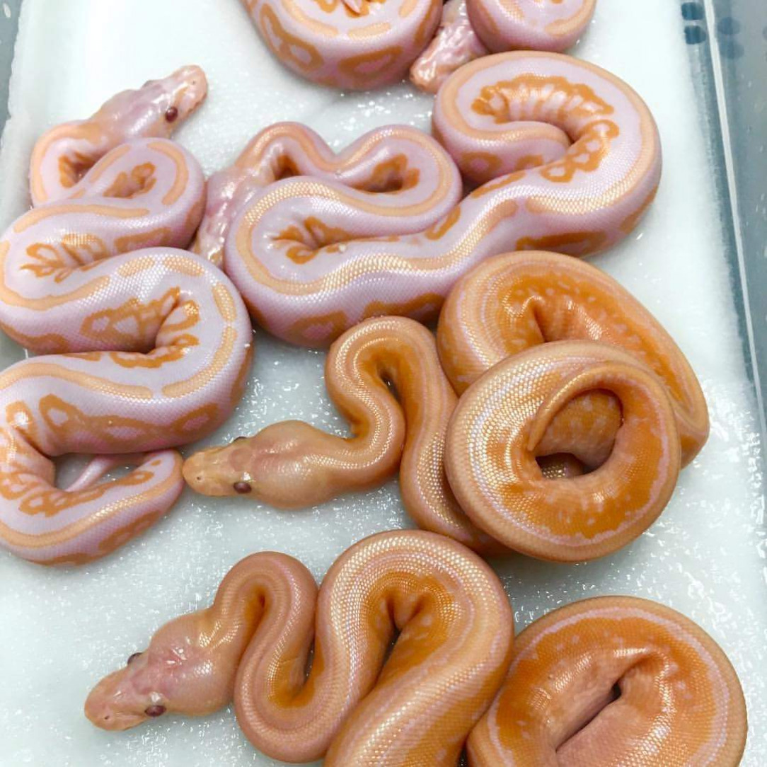 Forbidden Honey Buns