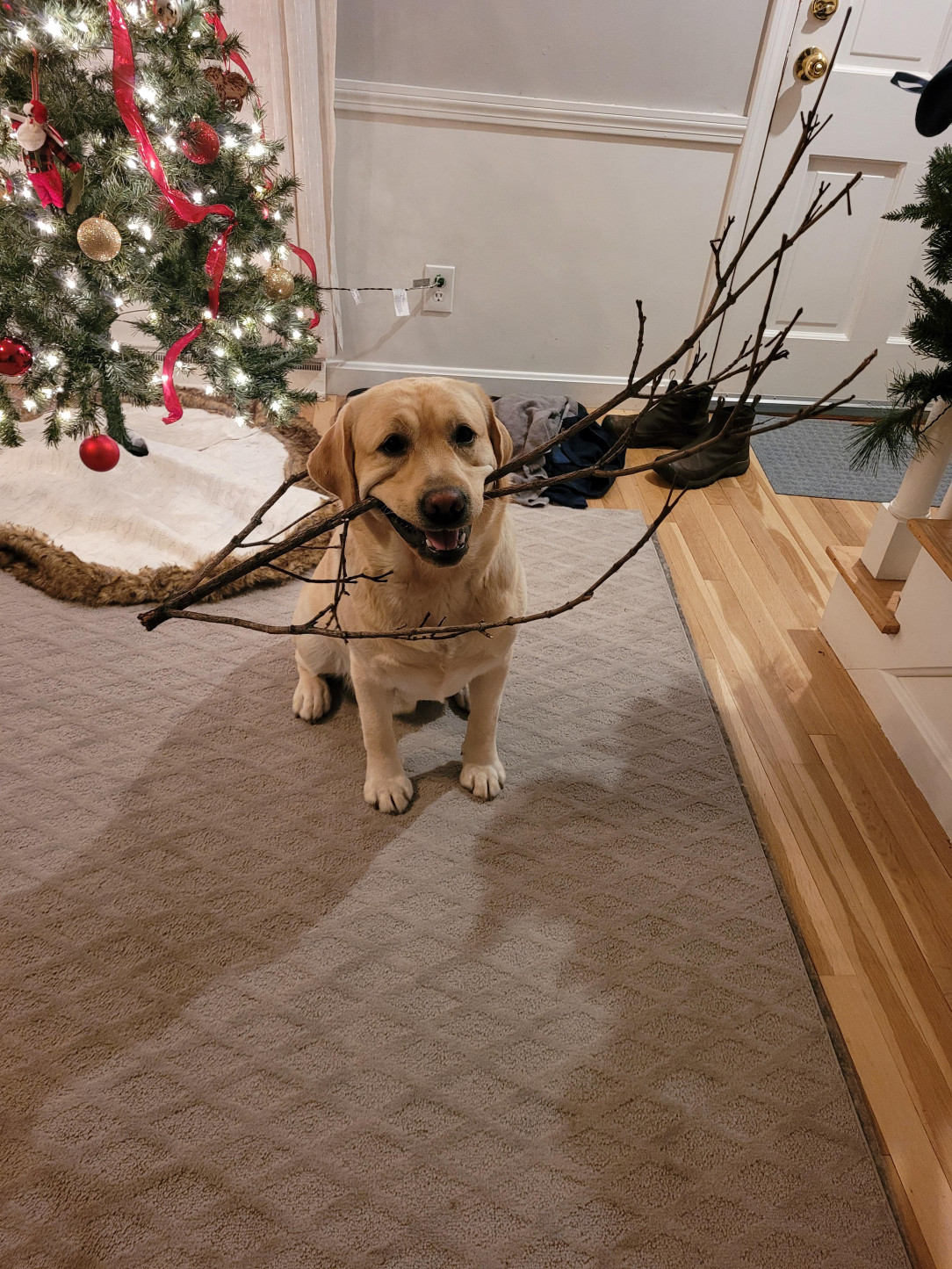 Merry Stickmas from Gus