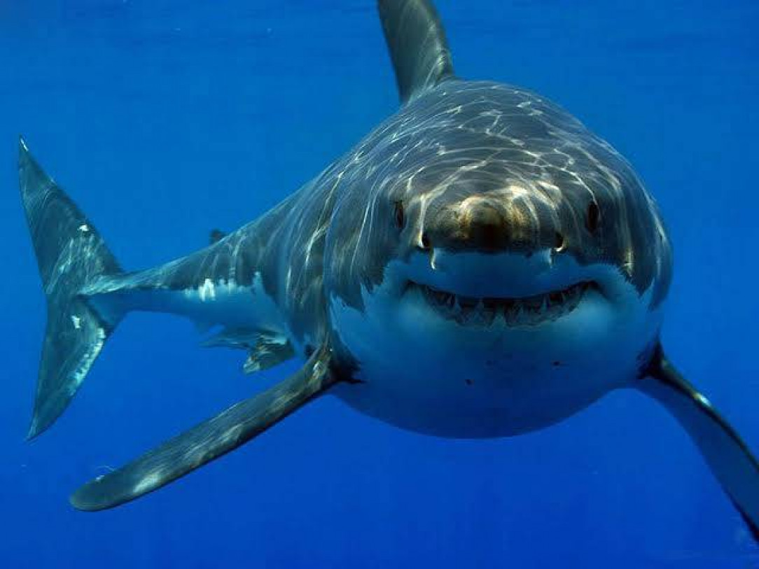 Sharks kill less than 6 to 8 people, while humans kill about 100 million sharks every year