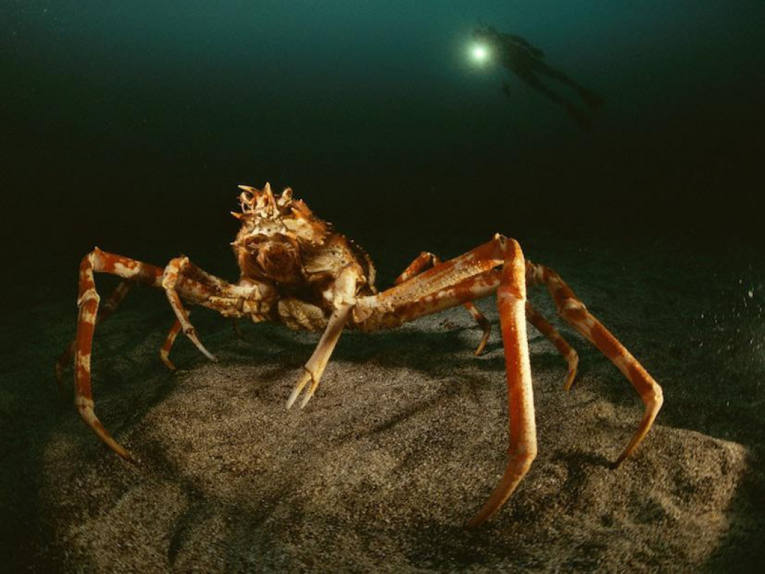 Massive Japanese spider crab, whose legs reach 2 meters across