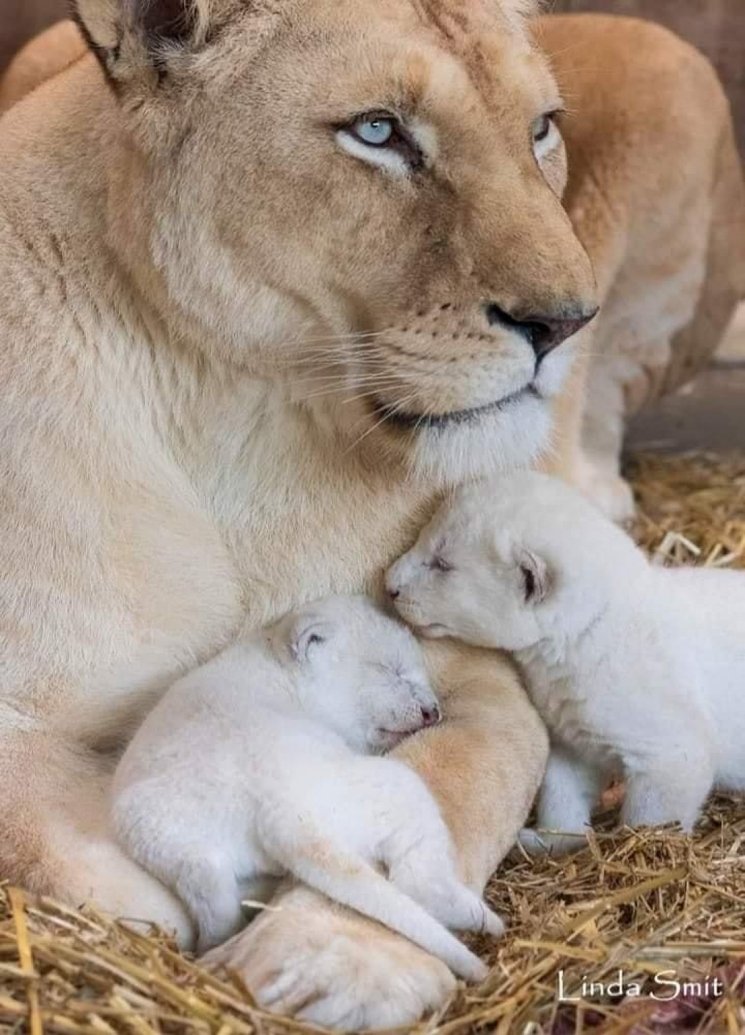 Beautiful family