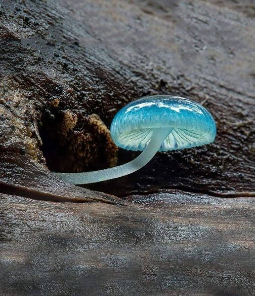 Blue Mycena Mushroom