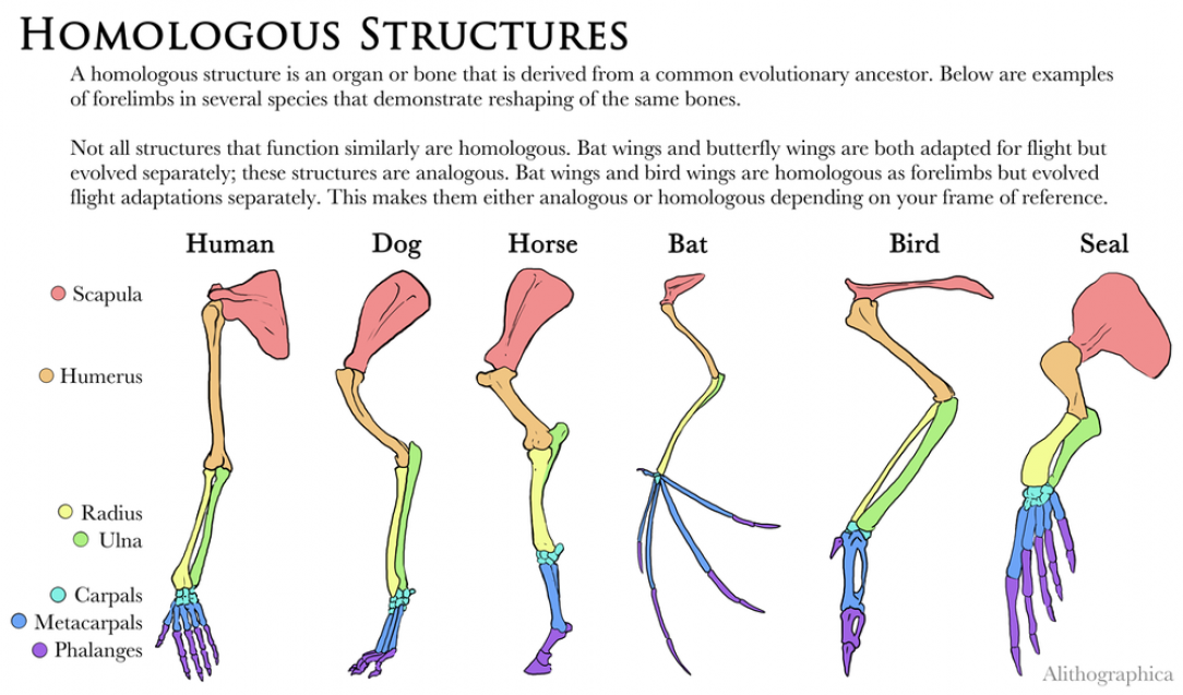 Homologous Structures in Different Species&#039; Skeltons by Jenn Deutscher