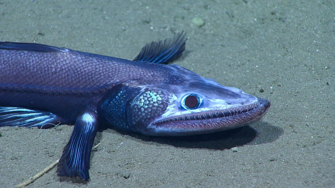 The lizard fish. Found 8000 ft below