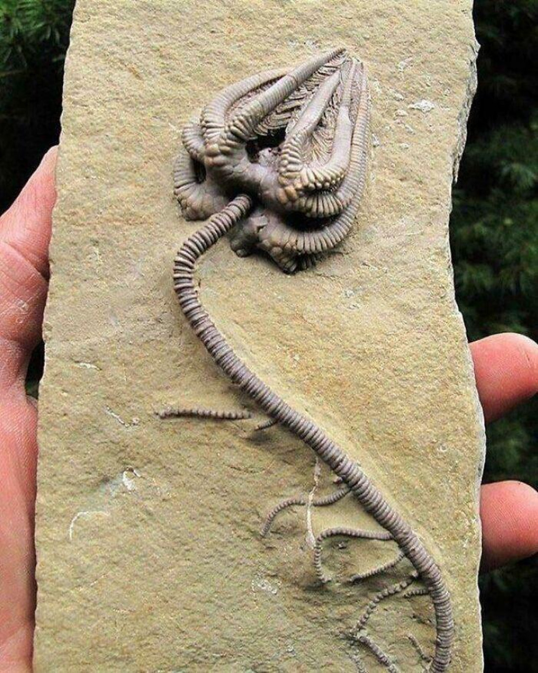 A superbly preserved sea lily fossil, approximately 345 million years old
