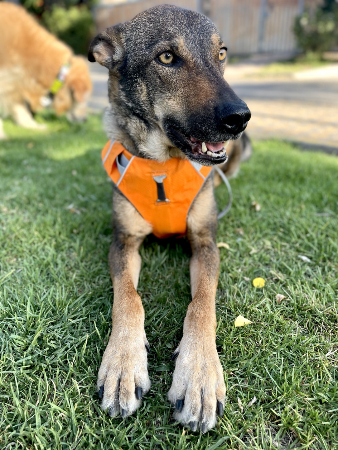 Fortunata wants everyone to comment on her new Harness