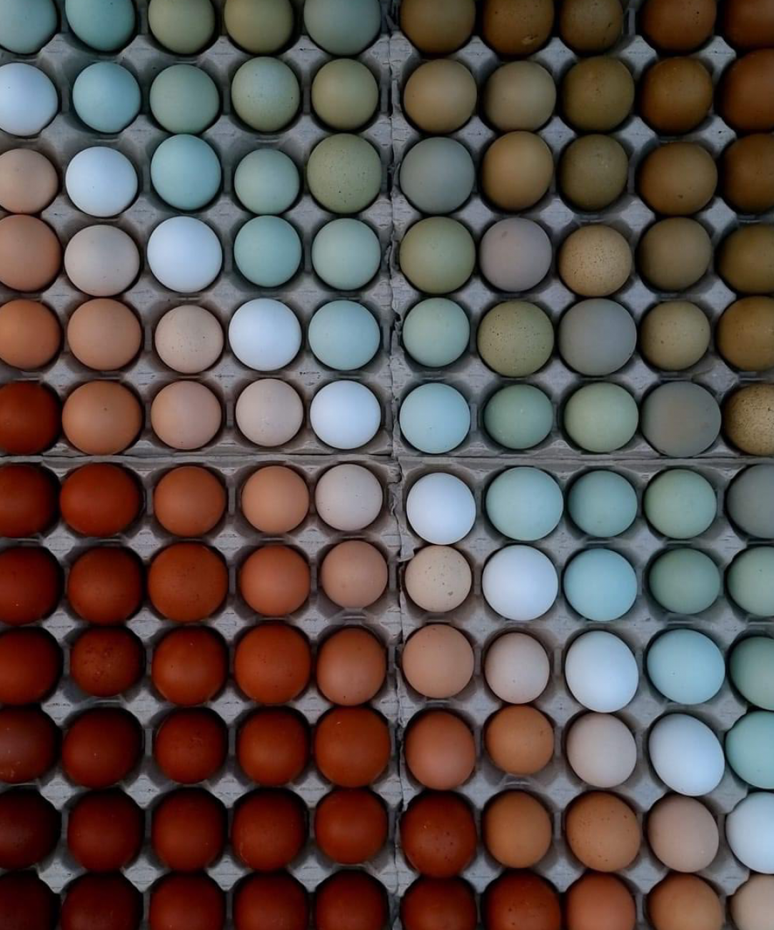 Farm fresh eggs organized by color