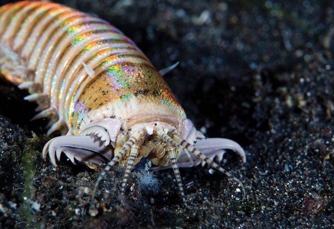 The Bobbit Worm is a terrifying species of bristle worm. It grows 6 feet long, packs venom and drags its prey underneath the sea bed