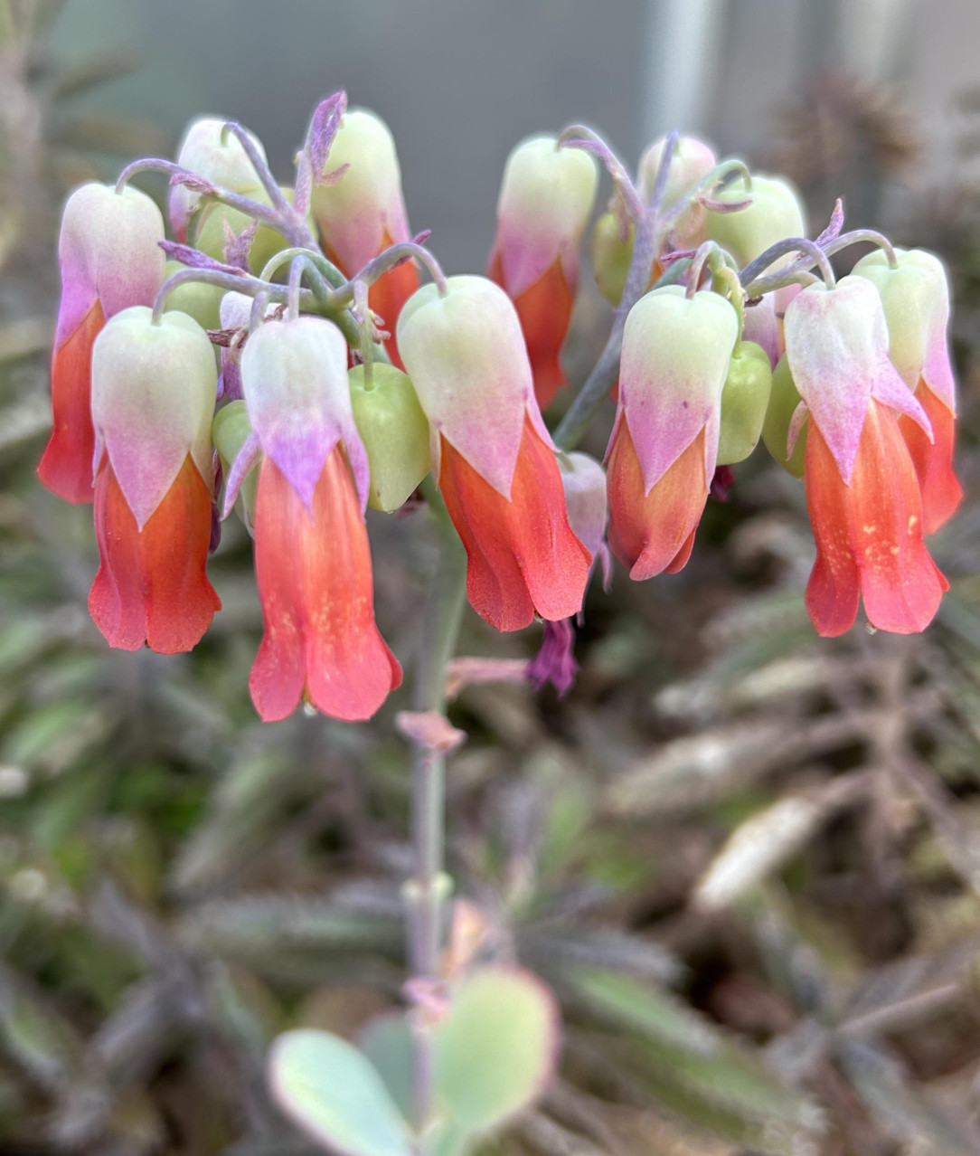 Kalanchoe marnieriana (Mariner’s kalanchoe) blooming