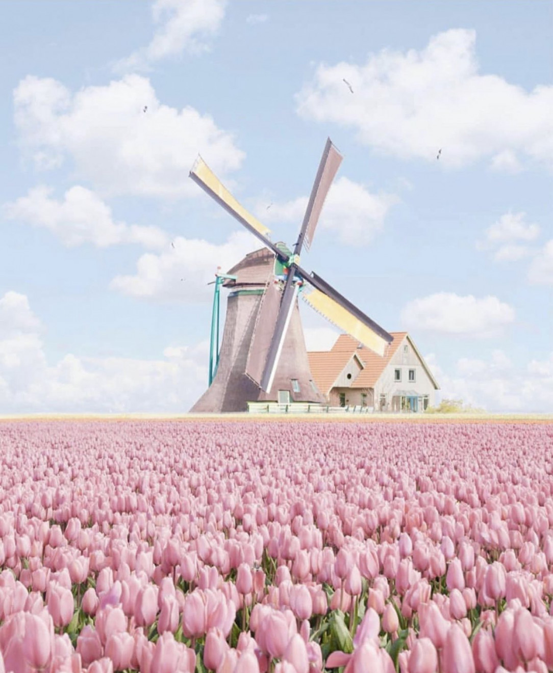 Beautiful tulip field in the Netherlands 🌷