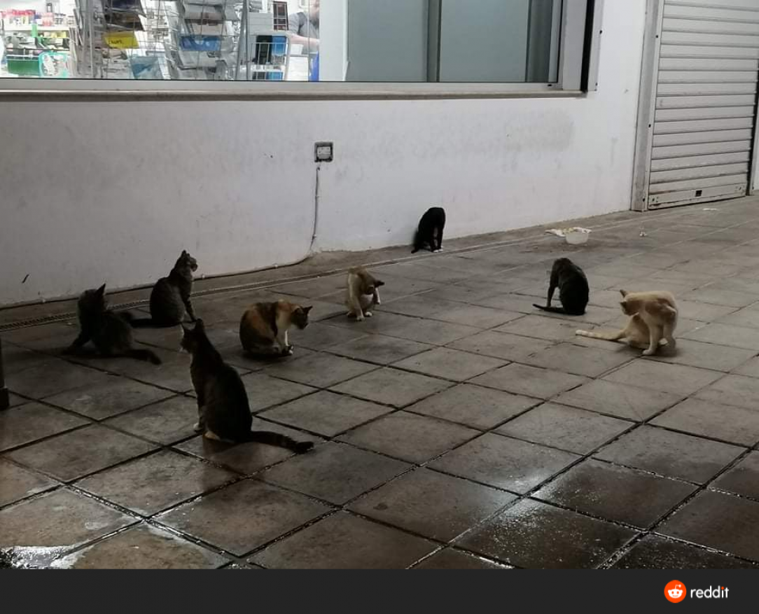 The least cat influated street in Cyprus 🐈 😍