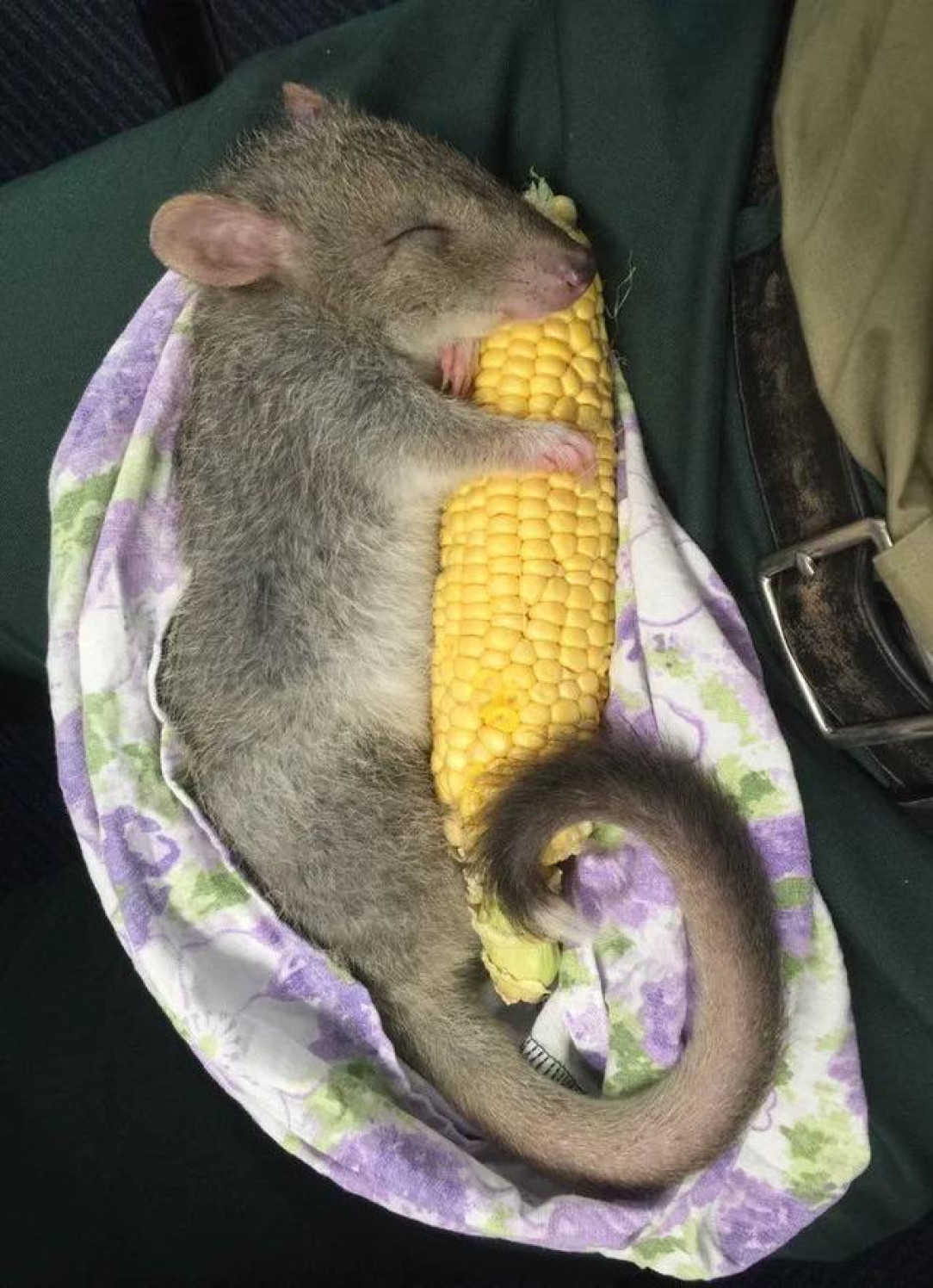 Baby Bettong holding a corn