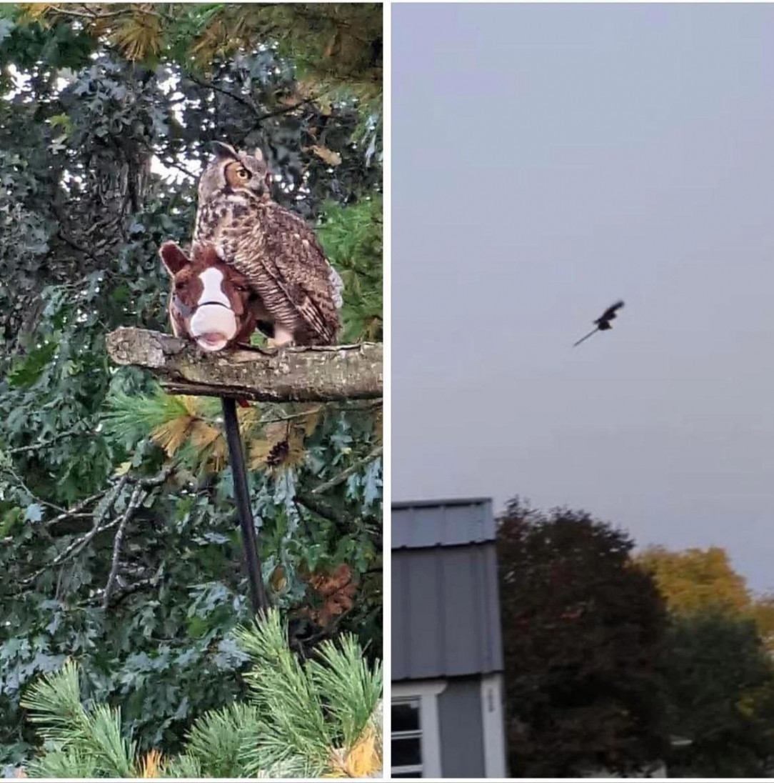 An owl decided to steal a kids stick horse and &#039;rides&#039; it around the local neighborhood 🏇🏾 🦉