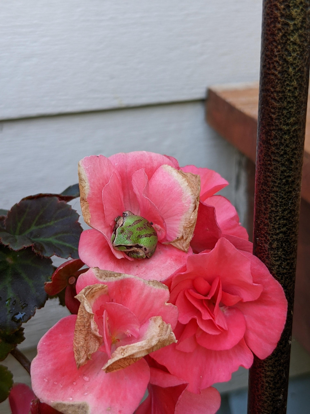 Please enjoy this frog I found napping in a flower