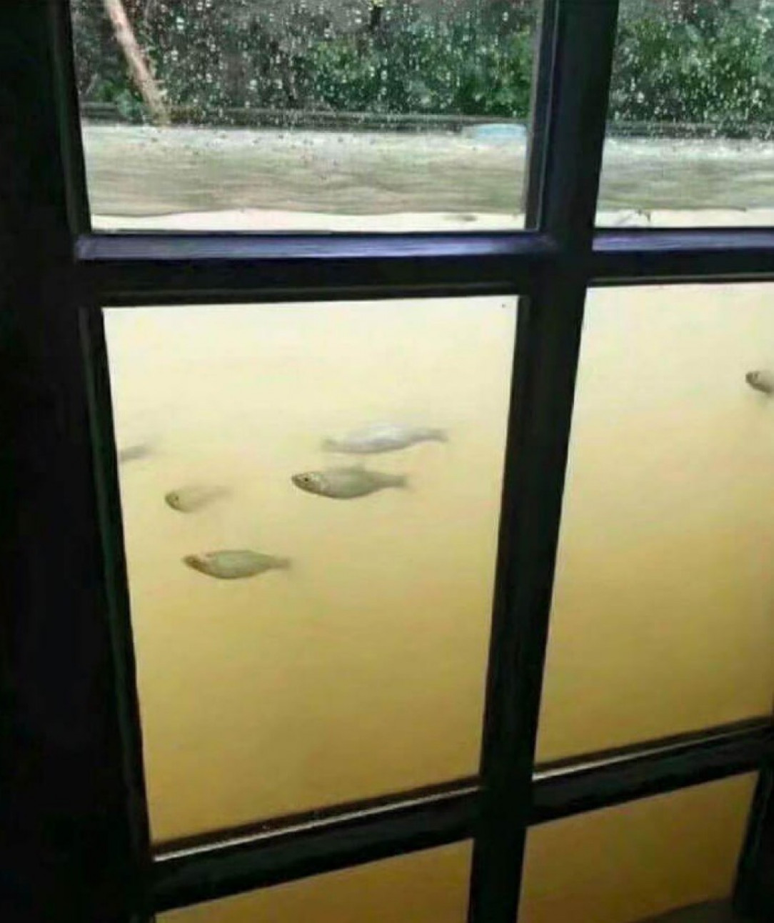 A flood can be a great opportunity to turn your home into an aquarium