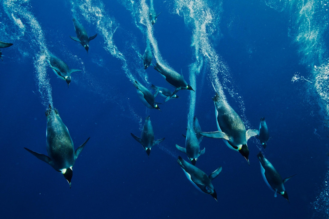 Emperor Penguins swimming in search of food