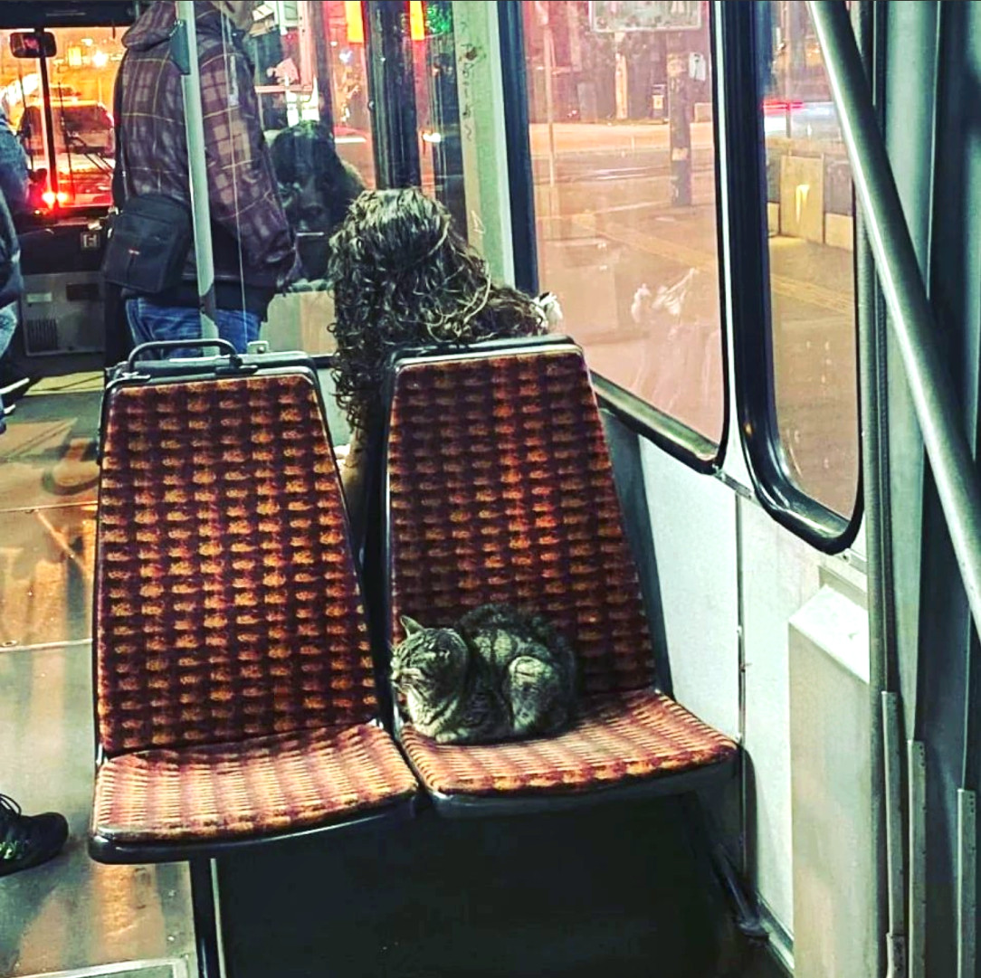 A cat riding in a Sarajevo trolley 😸 ❤️