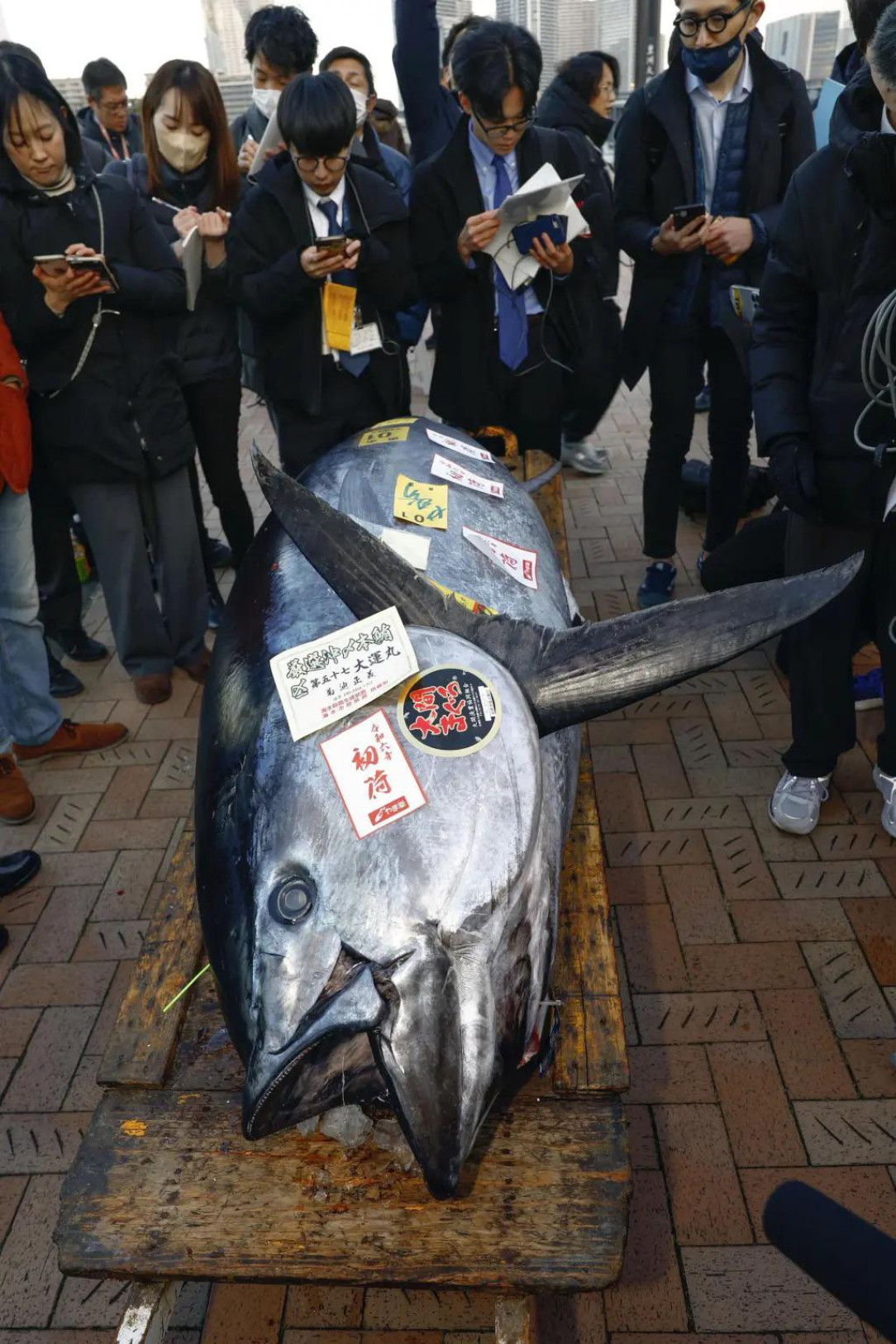Massive bluefin tuna weighing more than 500 pounds reels in almost $800, 000 at Tokyo auction