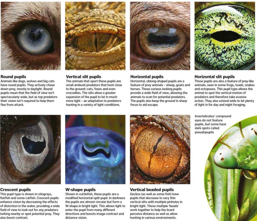 The who&#039;s and why&#039;s of Animal Eyes