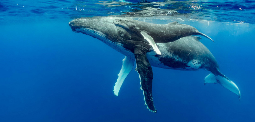A Humpback Whale alongside her calf