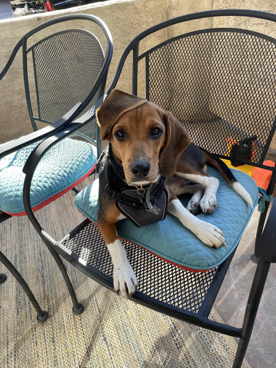 Doggy Fedora? Or just a beagle ear?