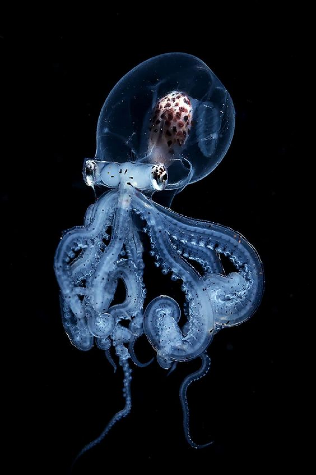 Rare Octopus With Completely Transparent Head Caught by Blackwater Photographer