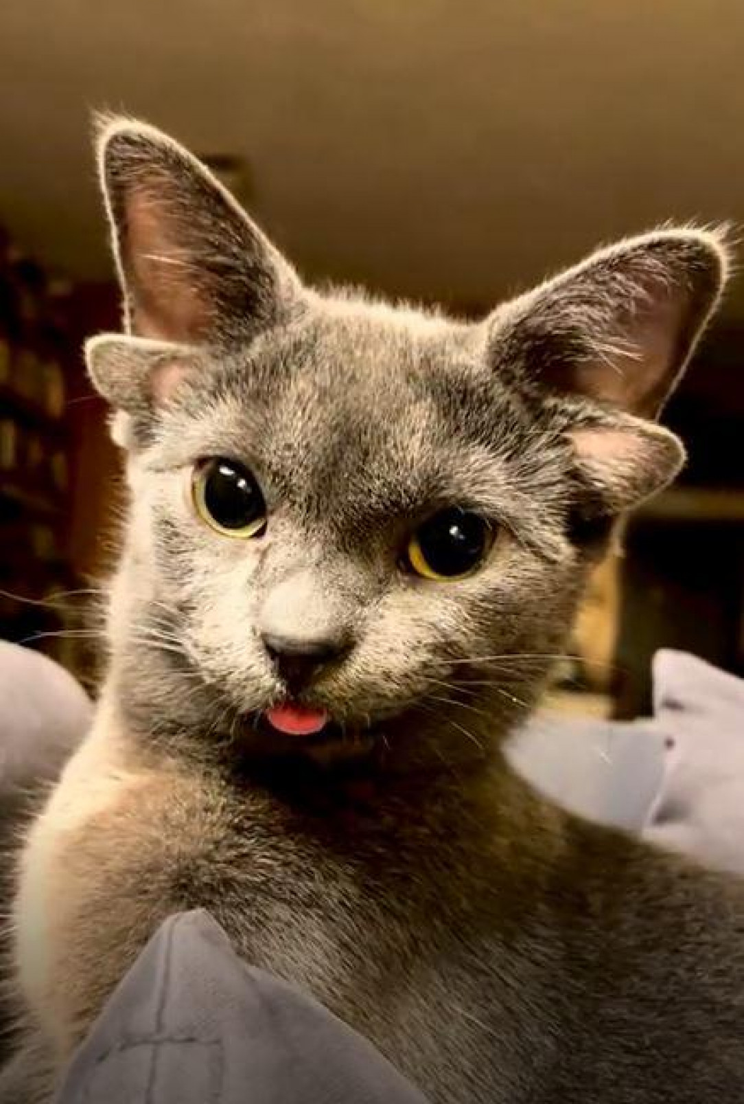 A rare cat born with 4 ears. It looks like a sci-fi alien pet! 😸 😻