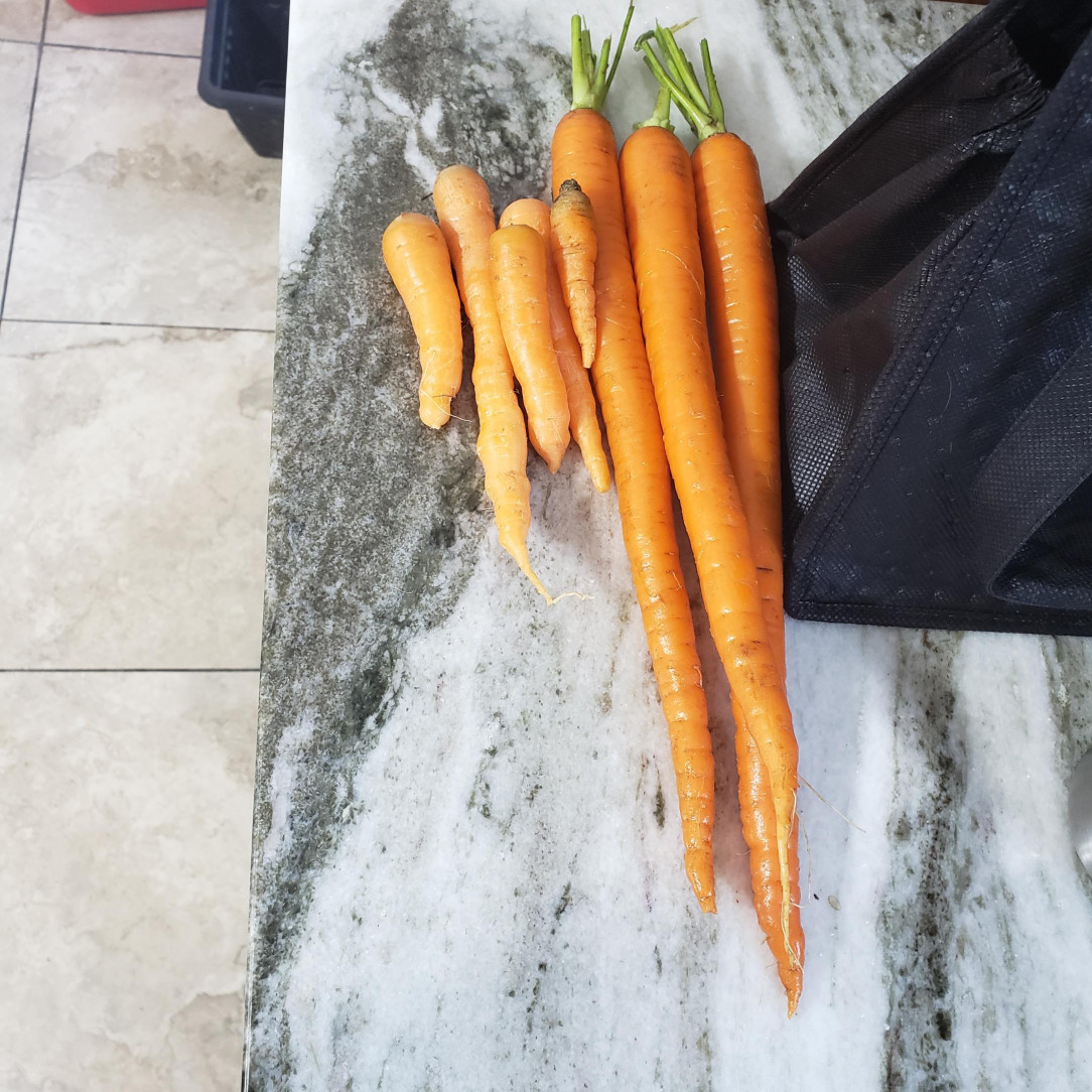 Carrots I spent 5 months growing vs locally grown carrots I got at the grocery store for pennies