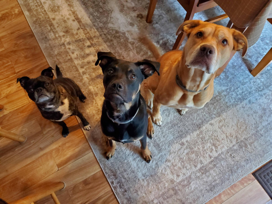 From left to right, Finn, Elliot, and Benson. An elite squad known as the special barking unit. These are their stories