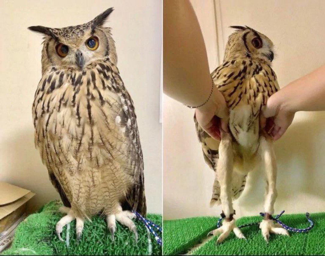 Owls have extremely long legs