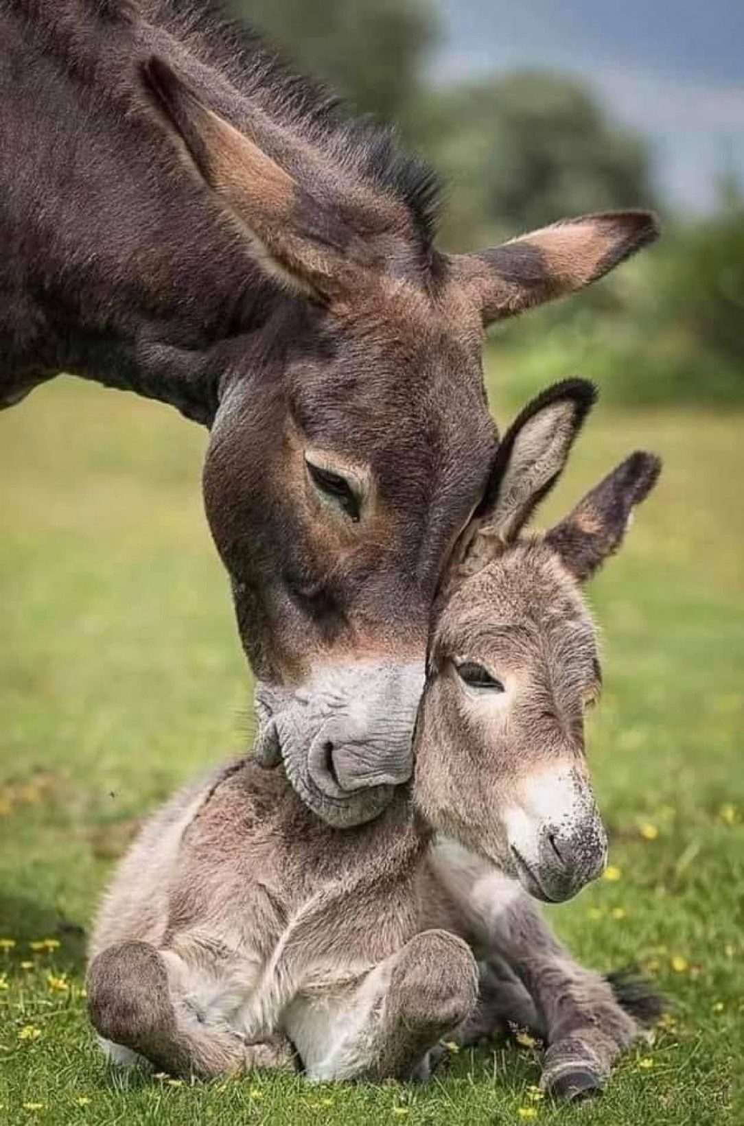 A Mother And Baby Donkey 😻