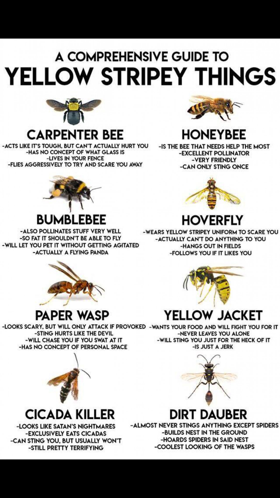A comprehensive guide to yellow stripey things