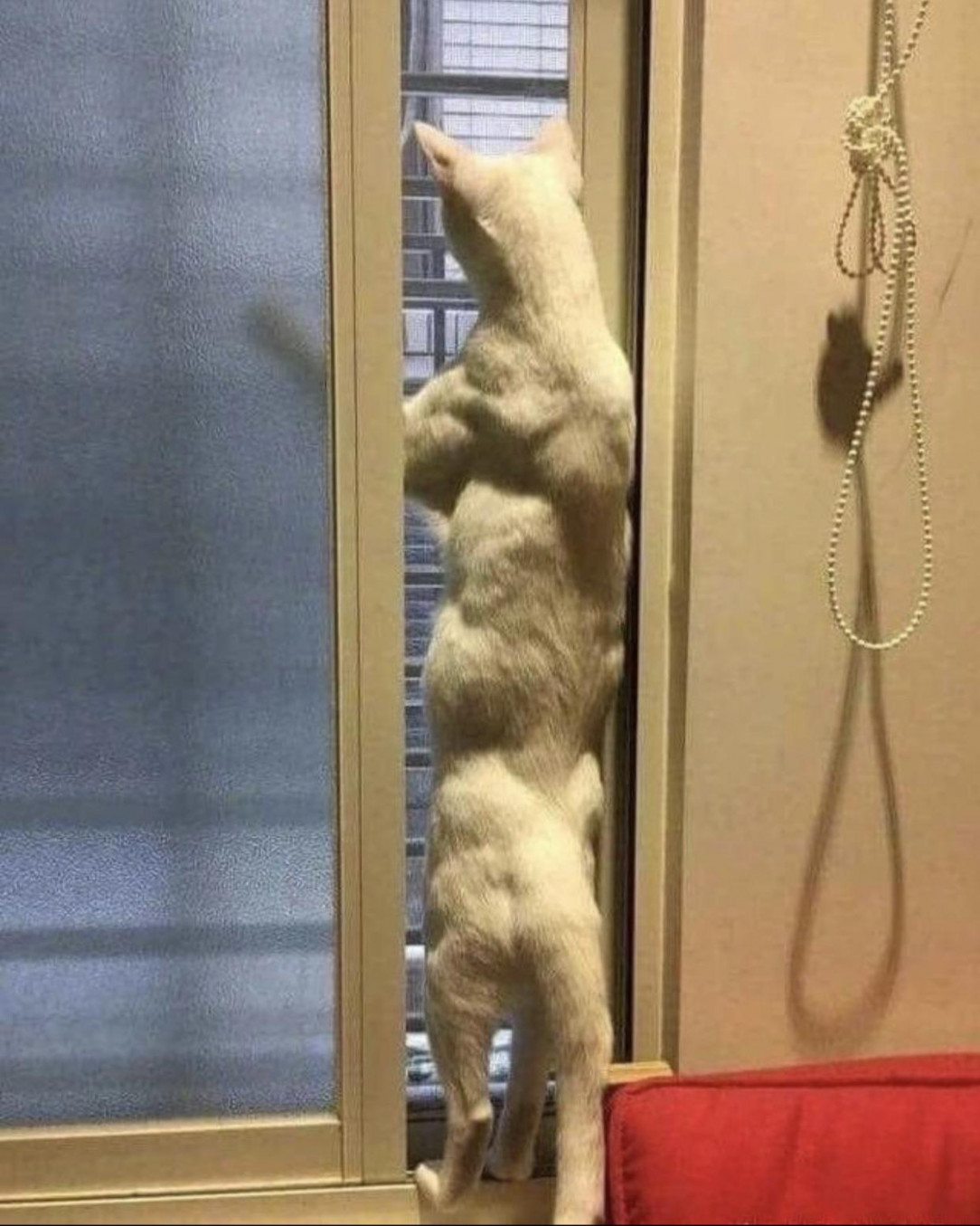 Cat, god of swolness, devourer of pigeons