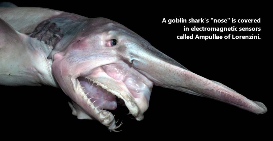 The Goblin Shark