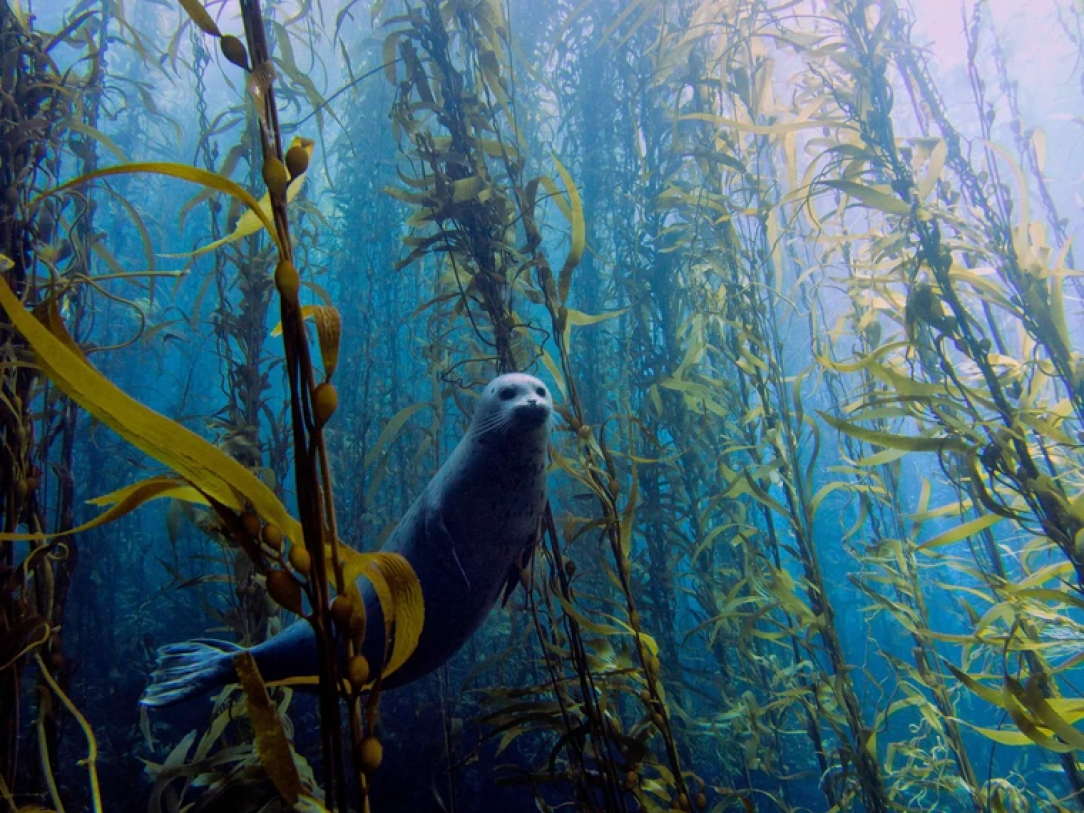 Seal in the underwater forrest