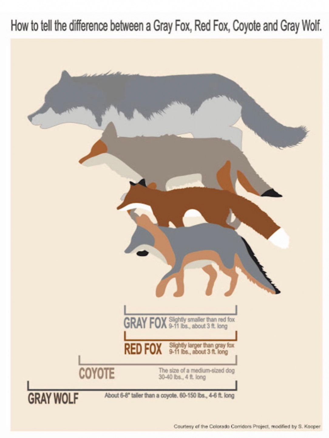 Wolf, Coyote, or Fox Guide