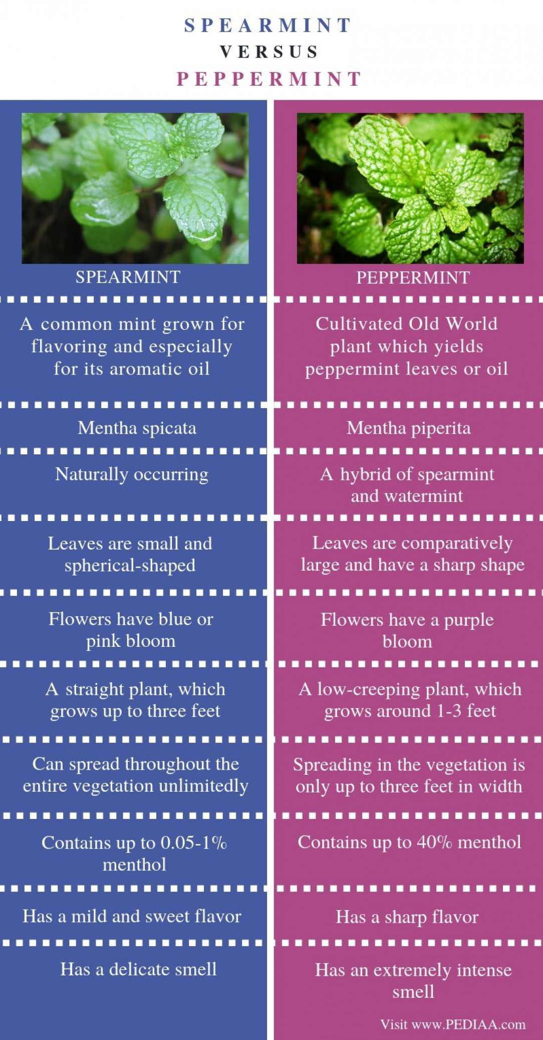 Spearmint vs Peppermint