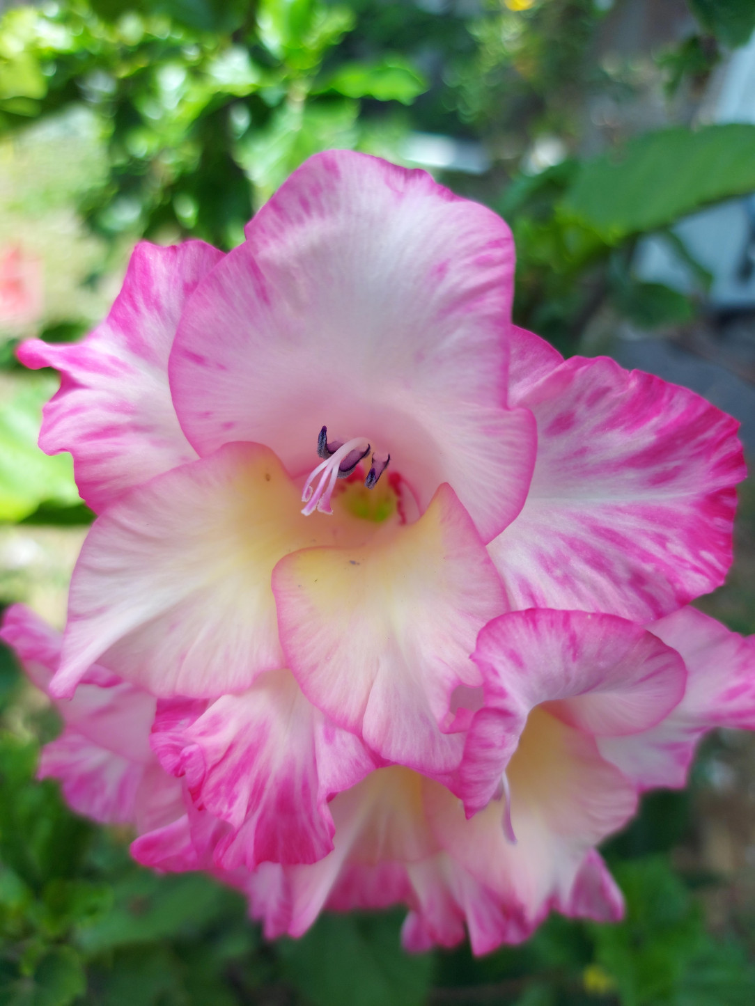 Gladiolus Priscilla